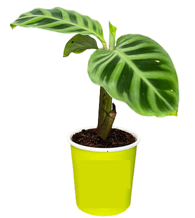 2" Calathea Zebrina